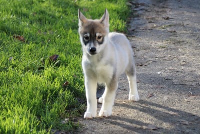 Les chiots de Siberian Husky