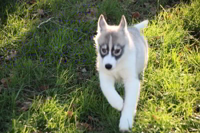 Les chiots de Siberian Husky