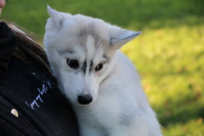 Les chiots de Siberian Husky