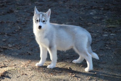 Les chiots de Siberian Husky