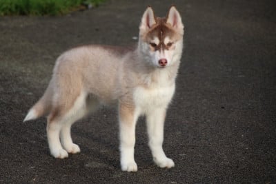 Les chiots de Siberian Husky