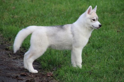 Les chiots de Siberian Husky