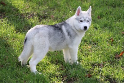 Les chiots de Siberian Husky