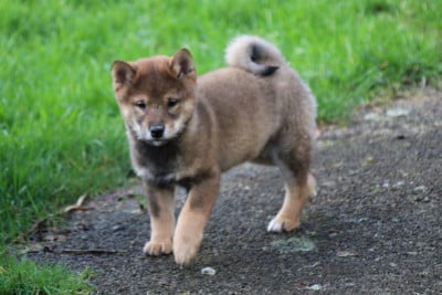 Les chiots de Shiba