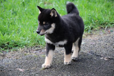 Les chiots de Shiba