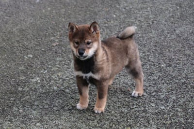 Les chiots de Shiba