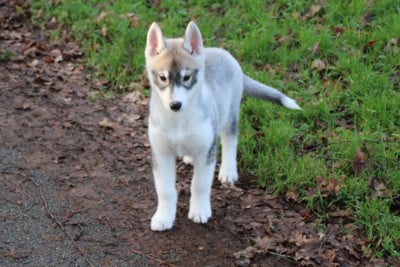 Les chiots de Siberian Husky