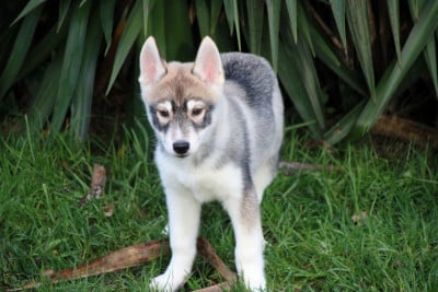 Les chiots de Siberian Husky
