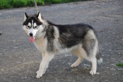 Les chiots de Siberian Husky