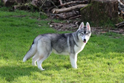 Les chiots de Siberian Husky