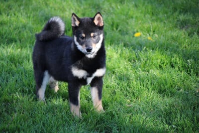 Les chiots de Shiba