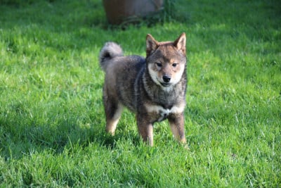 Les chiots de Shiba