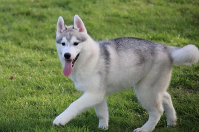 Les chiots de Siberian Husky