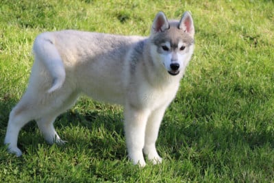 Les chiots de Siberian Husky