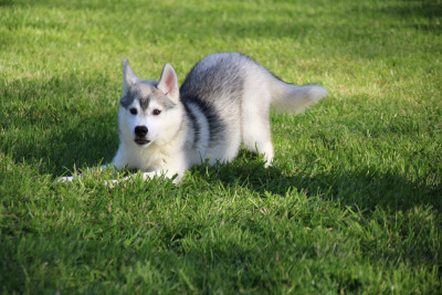 Les chiots de Siberian Husky