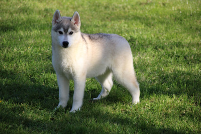 Les chiots de Siberian Husky
