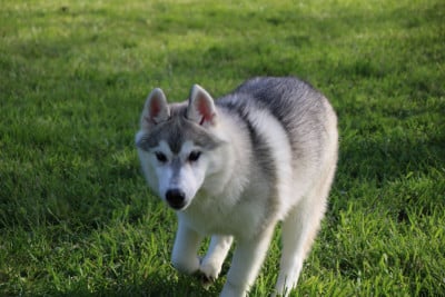 Les chiots de Siberian Husky