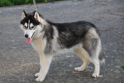Les chiots de Siberian Husky