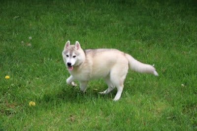 Les chiots de Siberian Husky