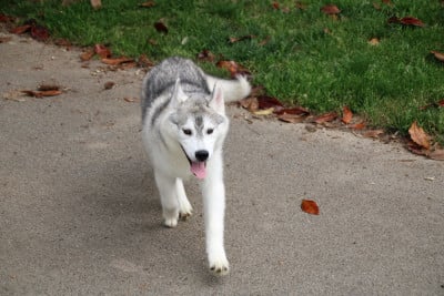 Les chiots de Siberian Husky