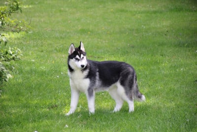 Siberian Husky