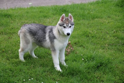 Chiot N°2 - Siberian Husky