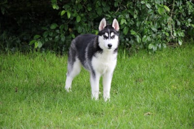 Chiot N°3 - Siberian Husky
