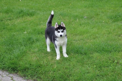 Chiot N°4 - Siberian Husky