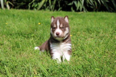 Les chiots de Siberian Husky