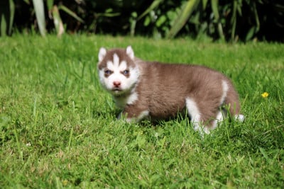 Les chiots de Siberian Husky