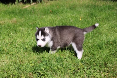 Les chiots de Siberian Husky