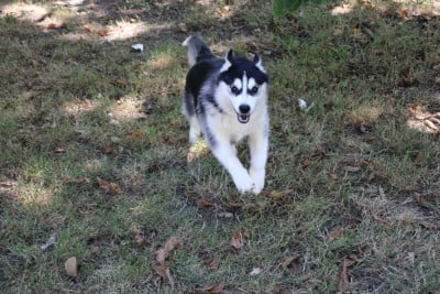 Les chiots de Siberian Husky