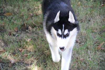 Les chiots de Siberian Husky