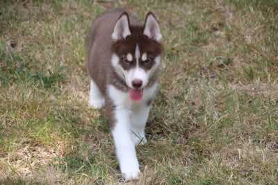 Les chiots de Siberian Husky