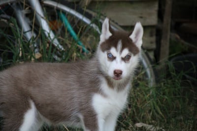 Les chiots de Siberian Husky