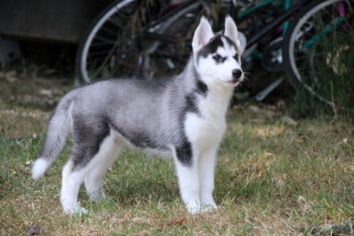 Les chiots de Siberian Husky