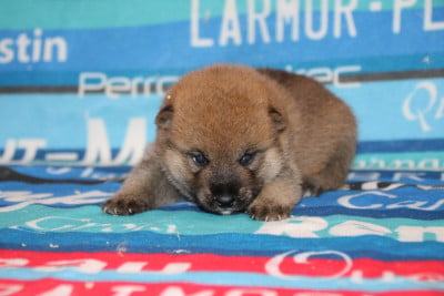 Les chiots de Shiba