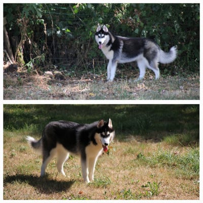 Les chiots de Siberian Husky