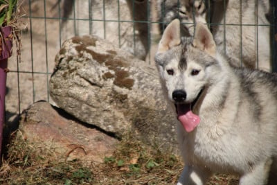 AIRBAN - Siberian Husky