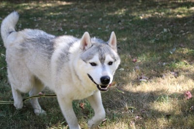 ATHOS - Siberian Husky