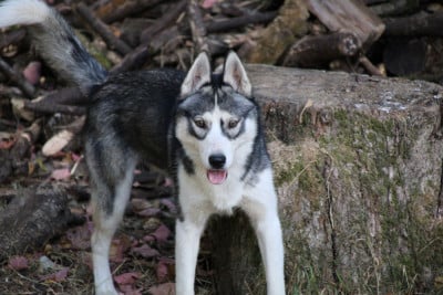 Siberian Husky