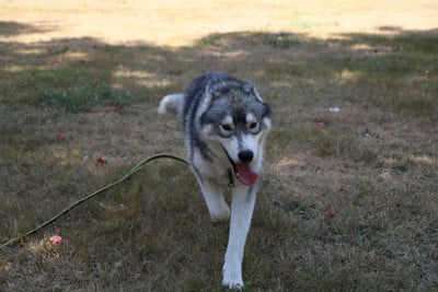 ARROW - Siberian Husky