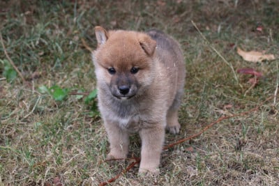 Les chiots de Shiba