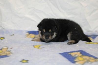 Les chiots de Shiba