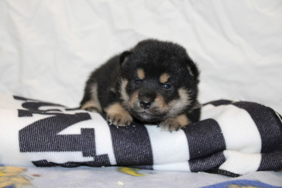 Les chiots de Shiba