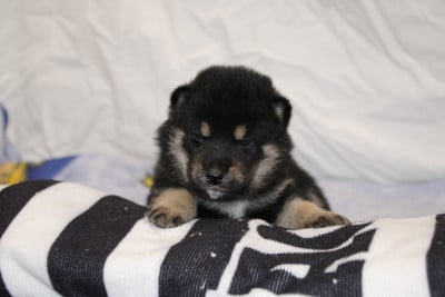 Les chiots de Shiba