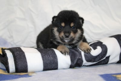 Les chiots de Shiba