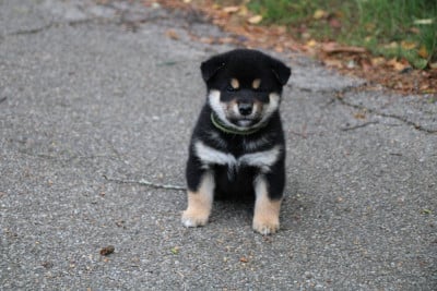 Les chiots de Shiba