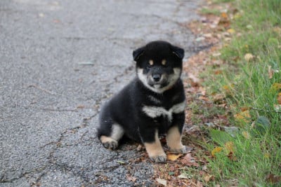 Les chiots de Shiba