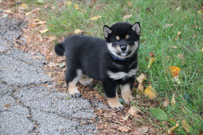 Les chiots de Shiba